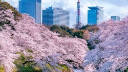 Nhật Bản: Hoa anh đào nở sớm sau hơn 1.200 năm
