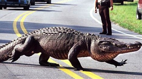 Mỹ: Cá sấu xuất hiện tràn lan ở Florida
