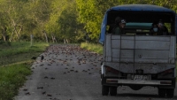 Cuba: Cảnh tượng ngoạn mục của đàn cua đỏ trên đường
