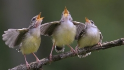 Tiếng chim hót có ý nghĩa như thế nào?