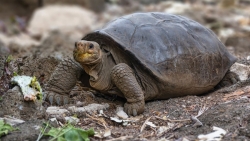 Ecuador phát hiện loài rùa khổng lồ tưởng đã tuyệt chủng cách đây hàng thế kỷ