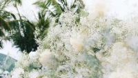 Bật mí các loại hoa kết hình đám mây mang tên cô dâu Ngô Thanh Vân