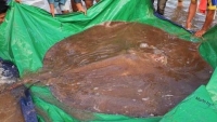 Campuchia: Giải cứu cá đuối khổng lồ dài 4m nặng 180kg