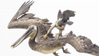 Khoảnh khắc chim cắt lớn bảo vệ đàn con, tung cú đạp mạnh vào chim bồ nông
