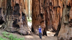Khám phá công viên Sequoia, xem du khách đọ dáng với những gốc cây cổ thụ khổng lồ hàng nghìn năm tuổi