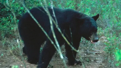 Mỹ: Gấu đen lang thang trong thành phố ở Florida, lẩn trốn con người