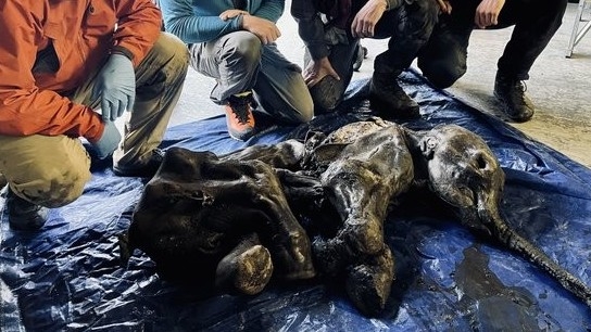 Canada phát hiện xác ướp voi ma mút lông cừu cách đây hơn 30.000 năm