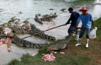 Bên trong trang trại cá sấu lớn nhất thế giới ở Thái Lan