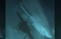 Cá mập biển sâu bí ẩn lớn tuổi hơn cả khủng long
