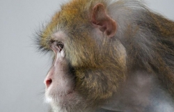 Nghiên cứu mới: Thử nghiệm Covid-19, khỉ đạt miễn dịch ngắn hạn