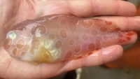 Ngoại hình kỳ lạ của cá ốc sên để thích nghi với cuộc sống dưới biển sâu