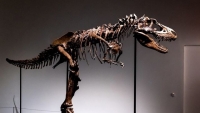 Mỹ: Sắp bán đấu giá bộ xương hóa thạch của khủng long Gorgosaurus