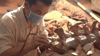 Trung Quốc làm sáng tỏ về hóa thạch khủng long kỷ Phấn trắng