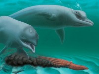 Bí ẩn về loài cá heo "mini" không răng sống cách đây 30 triệu năm