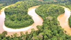 Chim rừng Amazon giảm trọng lượng do biến đổi khí hậu