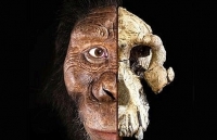 Hộp sọ 3,8 triệu năm hé lộ phát hiện chấn động về sự tiến hóa của loài người