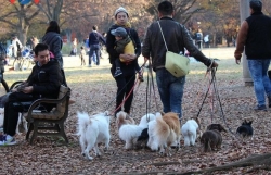 Nhật Bản: Hai chú chó đầu tiên mắc Covid-19