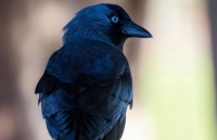 Quạ gáy xám - loài chim có khả năng nhận biết 'siêu phàm' về mối nguy hiểm