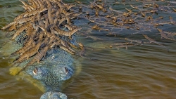 Đàn cá sấu con bám chi chít trên lưng bố cùng vượt sông