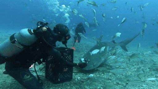 Thót tim cảnh thợ lặn tay không đút thức ăn cho cá mập hổ 'hiếu chiến' nhất đại dương