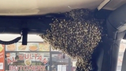 Australia: Chuyện thú vị, đàn ong 'thích' ô tô, chuyển nhà chỉ trong 10 phút