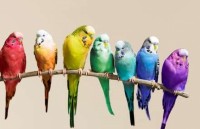 Mê mẩn những loài chim tuyệt đẹp với bộ lông rực rỡ sắc màu