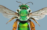 Khám phá những điều kỳ thú về loài ong ở Australia