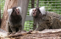 Khỉ đuôi sóc có thể học được các phương ngữ khác nhau của đồng loại