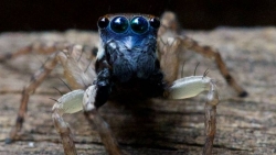 Australia: Phát hiện loài nhện nhảy mặt xanh tí hon mới