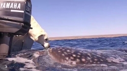 Khoảnh khắc chú chó 'hôn' cá mập voi ngoài khơi bờ biển Australia khiến cư dân mạng thích thú