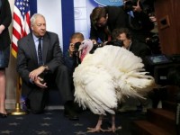 Tổng thống Trump “ân xá” gà tây nhân Lễ Tạ ơn