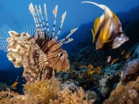 Những bức ảnh tuyệt đẹp về động vật dưới lòng đại dương xanh