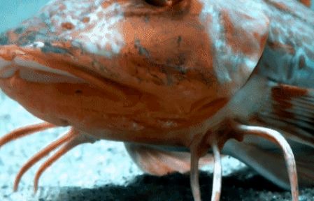 Những phát hiện kỳ lạ về loài cá dị biệt có chân biết bò như tôm