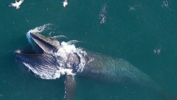 Cá voi lưng gù tiêu thụ hơn 18.000 tấn thức ăn/ngày, nuốt chửng khoảng 6,6 triệu tấn mỗi năm