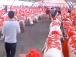 Trung Quốc: Cô dâu mang theo của hồi môn là... đàn lợn 288 con