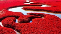 Chiêm ngưỡng Biển Đỏ ở Bàn Cẩm, Trung Quốc