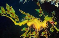 Những sinh vật 'độc nhất vô nhị' dưới đáy đại dương