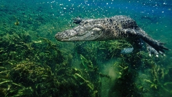 Nguyên nhân cá sấu có thể mọc lại đuôi như thằn lằn