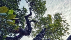 Ngắm thân hình xù xì của cây mít cổ thụ hơn 500 tuổi