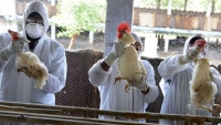 Hơn 13 triệu con gia cầm tại Pháp bị tiêu hủy do dịch cúm