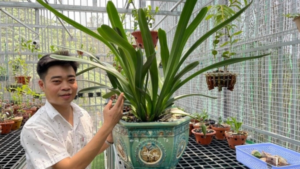 Nguyễn Hữu Tân với ước mơ sở hữu một vườn lan trăm loài