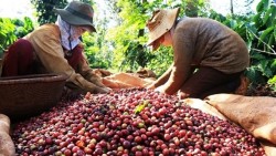 Giá cà phê hôm nay 14/4: Tiếp tục tăng điểm; Lực cầu bị dồn nén sẽ bật tăng trở lại?