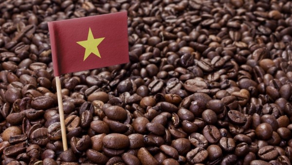Giá cà phê hôm nay 12/6: Thiếu động lực bứt phá, cà phê arabica không chống được 'gió ngược'