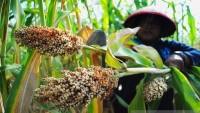 Indonesia chuẩn bị gì cho mục tiêu trở thành nền kinh tế lớn thứ bảy thế giới vào năm 2030?