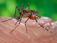 Xác nhận trường hợp nhiễm virus Zika đầu tiên tại Phú Yên