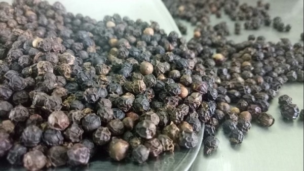 Giá tiêu hôm nay 13/6: Thế giới giảm, thấp nhất 68.000đ/kg; dự báo thị trường 6 tháng cuối năm khá 'căng thẳng'