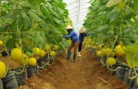 Ngành Nông nghiệp: Nỗ lực thực hiện mục tiêu tăng trưởng