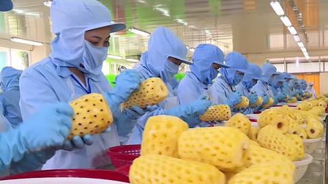 Xuất khẩu ngày 5-8/10: Hàng dệt may nguy cơ bị EAEU áp biện pháp phòng vệ ngưỡng; ô tô nhập thấp kỷ lục, giá rau quả Việt sang Nga tăng 32%