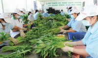 Xuất khẩu rau quả Việt Nam đạt kỷ lục 2,3 tỷ USD