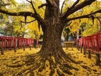 Chúng ta học được gì từ cây cối